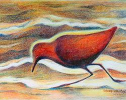 99 - Sanderling in Red, $150 (Watercolor Pencil and Colored Pencil, 7" x 5")